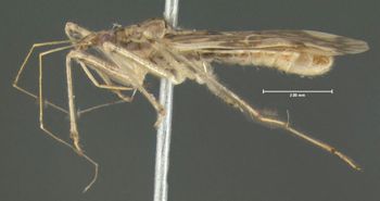 Media type: image;   Entomology 619183 Aspect: habitus lateral view